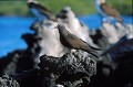 Noddi brun (Anous stolidus) - Lague de Caleta Tortuga Negra - ïle de Santa Cruz - Galapagos Ref:36941